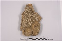 藏品(雞皮衣屬)的圖片